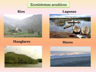 Ecosistemas acuáticos
  Ríos                     Lagunas




Manglares                  Mares
 