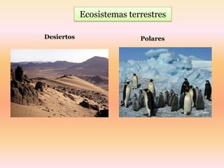 Ecosistemas terrestres

Desiertos                  Polares
 