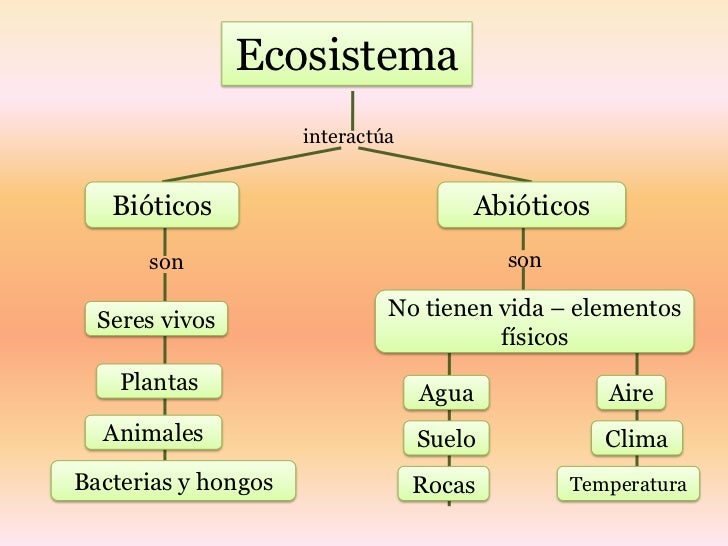 Mapa Conceptual De Los Ecosistemas Terrestres Arbol