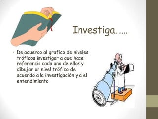 Investiga……
• De acuerdo al grafico de niveles
tróficos investigar a que hace
referencia cada uno de ellos y
dibujar un nivel trófico de
acuerdo a la investigación y a el
entendimiento
 