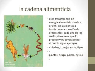 la cadena alimenticia
• Es la transferencia de
energía alimenticia desde su
origen, en las plantas a
través de una sucesión de
organismos, cada una de los
cuales devoran al que lo
procede y es devorado por
el que le sigue ejemplo:
• - hierbas, conejo, zorro, tigre
• -
plantas, oruga, pájaro, águila
.
 