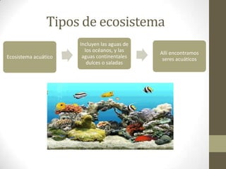 Tipos de ecosistema
Ecosistema acuático
Incluyen las aguas de
los océanos, y las
aguas continentales
dulces o saladas
Allí encontramos
seres acuáticos
 