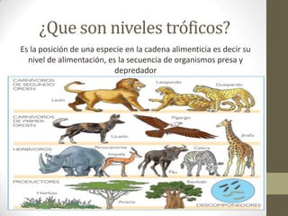 ¿Que son niveles tróficos?
Es la posición de una especie en la cadena alimenticia es decir su
nivel de alimentación, es la secuencia de organismos presa y
depredador
 