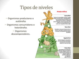 Tipos de niveles
• Organismos productores o
autótrofos
• Organismos consumidores o
heterótrofos
• Organismos
descomponedores.
 