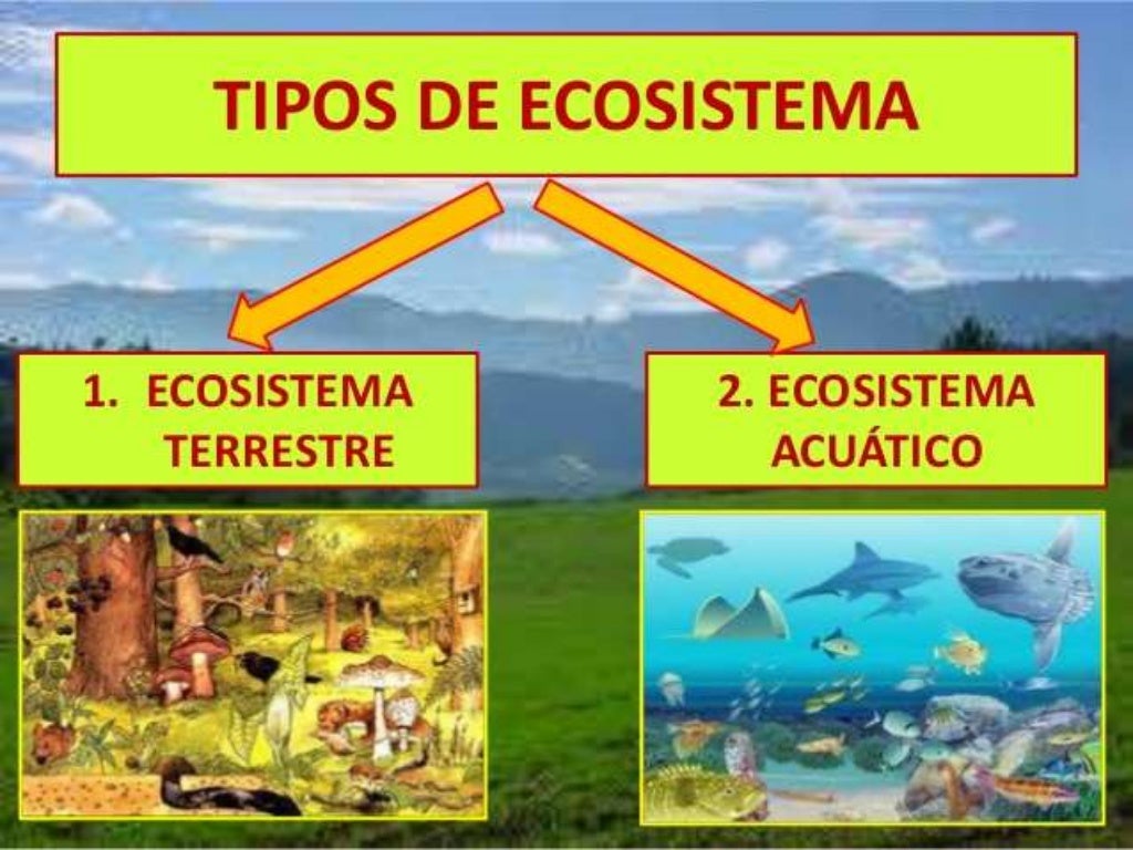 El ecosistema