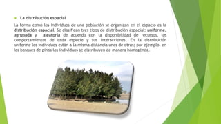  La distribución espacial
La forma como los individuos de una población se organizan en el espacio es la
distribución espacial. Se clasifican tres tipos de distribución espacial: uniforme,
agrupada y aleatoria de acuerdo con la disponibilidad de recursos, los
comportamientos de cada especie y sus interacciones. En la distribución
uniforme los individuos están a la misma distancia unos de otros; por ejemplo, en
los bosques de pinos los individuos se distribuyen de manera homogénea.
 