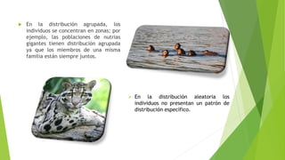  En la distribución agrupada, los
individuos se concentran en zonas; por
ejemplo, las poblaciones de nutrias
gigantes tienen distribución agrupada
ya que los miembros de una misma
familia están siempre juntos.
 En la distribución aleatoria los
individuos no presentan un patrón de
distribución específico.
 