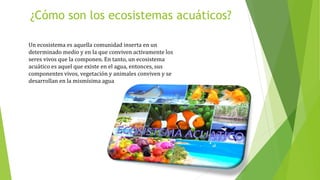 ¿Cómo son los ecosistemas acuáticos?
Un ecosistema es aquella comunidad inserta en un
determinado medio y en la que conviven activamente los
seres vivos que la componen. En tanto, un ecosistema
acuático es aquel que existe en el agua, entonces, sus
componentes vivos, vegetación y animales conviven y se
desarrollan en la mismísima agua
 