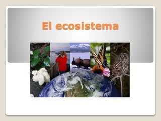 El ecosistema
 