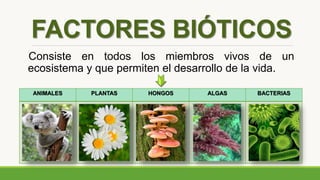 EL ECOSISTEMA | PPTX
