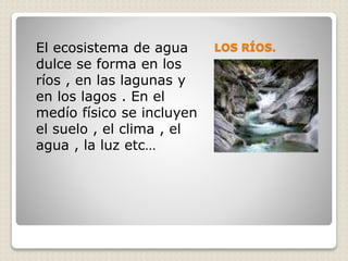 El ecosistema de agua LOS RÍOS. 
dulce se forma en los 
ríos , en las lagunas y 
en los lagos . En el 
medío físico se incluyen 
el suelo , el clima , el 
agua , la luz etc… 
 
