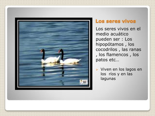 Los seres vivos 
Los seres vivos en el 
medio acuático 
pueden ser : Los 
hipopótamos , los 
cocodrilos , las ranas 
, los flamencos , los 
patos etc… 
 Viven en los lagos en 
los ríos y en las 
lagunas 
 