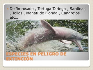  Delfín rosado , Tortuga Taringa , Sardinas 
, Tollos , Manatí de Florida , Cangrejos 
etc… 
ESPECIES EN PELIGRO DE 
EXTINCIÓN 
 