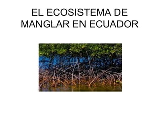 EL ECOSISTEMA DE
MANGLAR EN ECUADOR

 