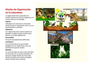 Niveles de Organización
en la naturaleza
La organización de la naturaleza en
niveles superiores al de los organismos es
la que interesa a la ecología.
Especie:
Individuos con estructura y funciones
similares que se reproducen entre si y sus
descendientes su fértiles.
Población:
Los organismos de la misma especie se
agrupan en determinado número para
formar un núcleo poblacional.
Comunidad:
Conjunto de poblaciones diferentes.
ecosistema:
Es la interacción de la comunidad
biológica con el medio físico, con una
distribución espacial amplia.
Biósfera:
La suma de todos los seres vivos tomados
en conjunto con su medio ambiente. En
esencia, el lugar donde ocurre la vida,
desde las alturas de nuestra atmósfera
hasta el fondo de los océanos
 