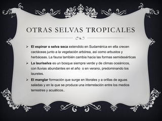 OTRAS SELVAS TROPICALES

 El espinar o selva seca extendido en Sudamérica en ella crecen
   cactáceas junto a la vegetación arbórea, así como arbustos y
   herbáceas. La fauna también cambia hacia las formas semidesérticas
 La lauriselva es un bosque siempre verde y de climas oceánicos,
   con lluvias abundantes en el año o en verano, predominando los
   laureles.
 El manglar formación que surge en litorales y a orillas de aguas
   saladas y en la que se produce una interrelación entre los medios
   terrestres y acuáticos..
 