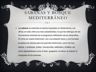 SABANAS Y BOSQUE
           MEDITERRÁNEO

 La sabana se extiende en selvas tropicales en Sudamérica y en
   áfrica; en este ultimo es mas característica, lo que las distingue de las
   formaciones arbóreas es la progresiva ratificación de los fanerofitos.
   El clima se vuelve extremoso, con una estación seca y una húmeda.

  la sabana es idónea para los grandes herbívoros, como los ñus,

  cebras o antílopes, jirafas, rinocerontes, elefantes y búfalos, así

  como depredadores como el león, guepardo, la hiena, el chacal, la

  mangosta o0 los licaones.
 
