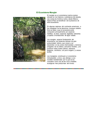 El Ecosistema Manglar
El manglar es un ecosistema marino-costero
ubicado en los trópicos y subtrópicos del planeta.
Las costas de América Latina, desde México
hasta el Perú se benefician de la presencia de
este ecosistema.
En algunas regiones del continente americano, a
los manglares se los denomina bosques salados.
Esto se debe a que el ecosistema está
compuesto principalmente por especies
halófitas, es decir, especies vegetales tolerantes
y sujetas a inundaciones de agua salada.
Los mangles, especie fundamental del
ecosistema, son especies leñosas de gran
productividad biótica, que crecen y se
desarrollan en las zonas intermareales y terrenos
anegados de los deltas y estuarios litorales, y se
localizan sobre suelos salinos, arenosos,
fangosos, arcillosos, con poco oxígeno y a veces
ácidos.
Los manglares constituyen un ecosistema
irremplazable y único, que alberga a una
increíble biodiversidad por lo que se los
considera como una de las cinco unidades
ecológicas más productivas del mundo.
 