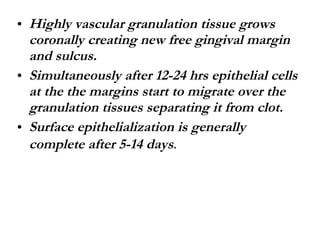 Highly vascular granulation tissue grows coronally creating new free gingival margin and sulcus. Simultaneously after 12-24 hrs epithelial cells at the the margins start to migrate over the granulation tissues separating it from clot. Surface epithelialization is generally complete after 5-14 days . 