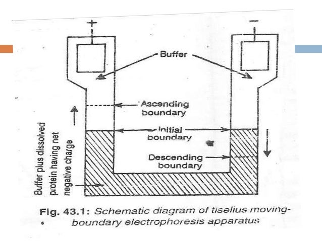electophorosis electrophoresis chamber