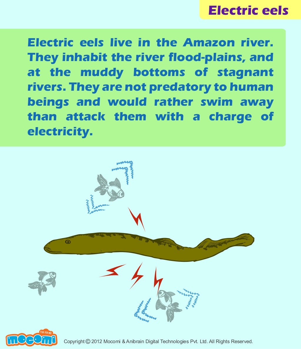 Electric Eels Facts