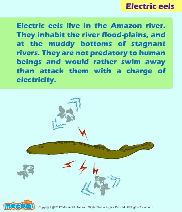 What are some facts about electric eels?