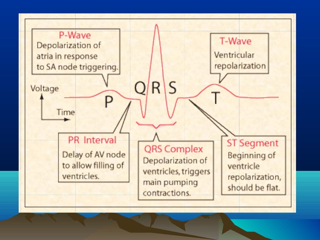 Electrical activity of the heart