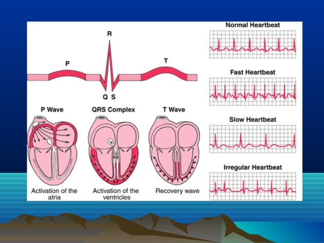 Electrical activity of the heart