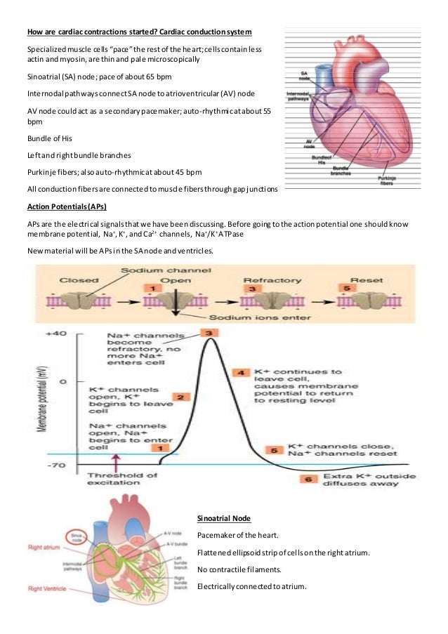 Electrical activity of the heart