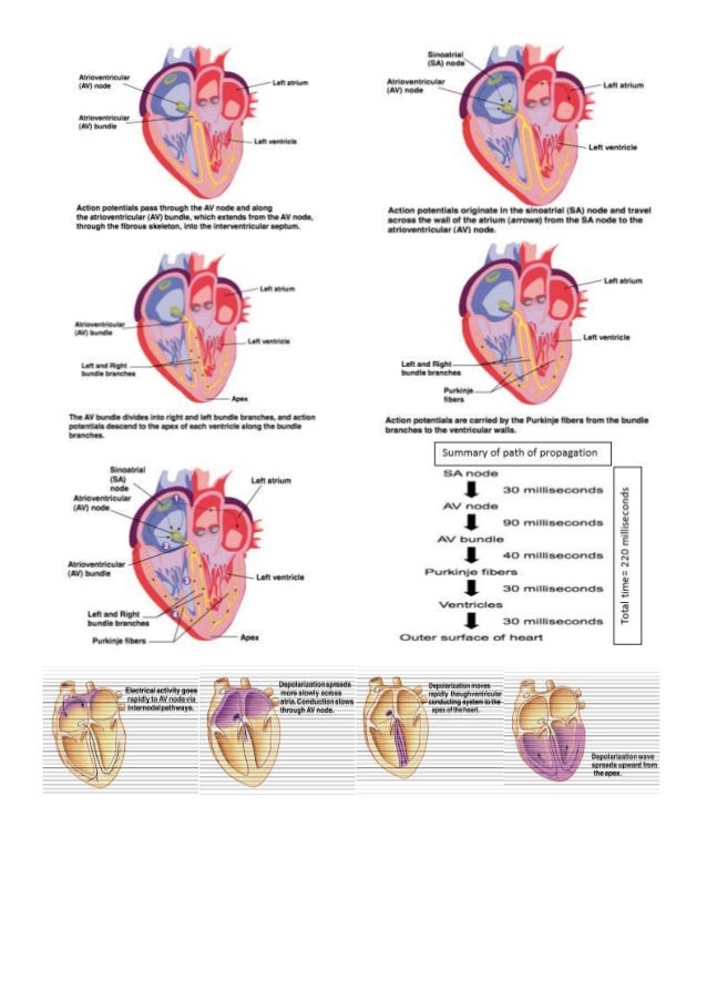Electrical: Electrical Activity Of The Heart