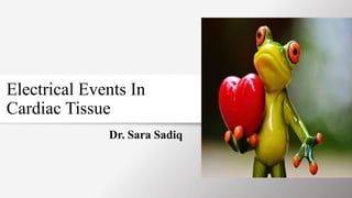 Electrical Events In
Cardiac Tissue
Dr. Sara Sadiq
 