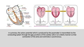 ELECTRICAL EVENTS OF THE HEART (CARDIAC ELECTROPHYSIOLOGY.pptx
