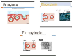 Electrical properties and function of membrane ,lipid bilayer and ...