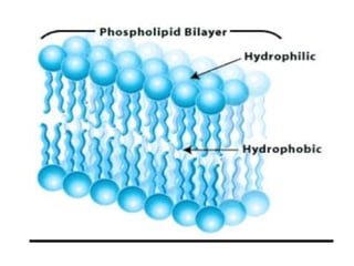 Electrical properties and function of membrane ,lipid bilayer and ...