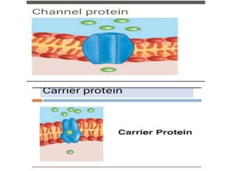 Electrical properties and function of membrane ,lipid bilayer and ...