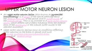 UPPER MOTOR NEURON LESION
• An upper motor neuron lesion (also known as pyramidal
insufficiency) is a lesion of the neural pathway above
the anterior horn cell of the spinal cord or motor nuclei of
the cranial nerves. This is in contrast to a lower motor neuron
lesion, which affects nerve fibers traveling from the anterior
horn of the spinal cord or the cranial motor nuclei to the
relevant muscle(s).
• Upper motor neuron lesions occur in conditions affecting
motor neurons in the brain or spinal cord such
as stroke, multiple sclerosis,traumatic brain
injury and cerebral palsy.
 