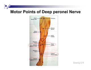 Sreeraj S R
Motor Points of Deep peronei Nerve
 