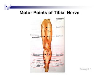 Sreeraj S R
Motor Points of Tibial Nerve
 
