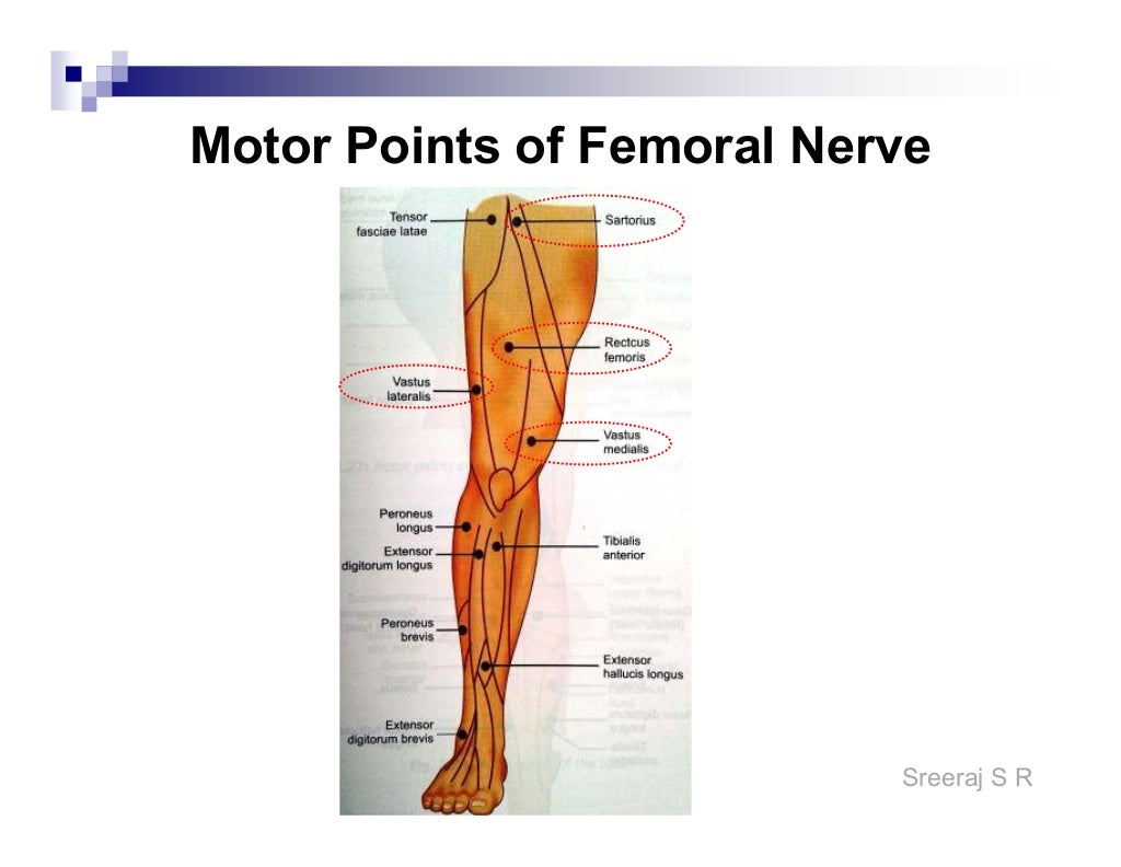 Electrical stimulation motor points and application