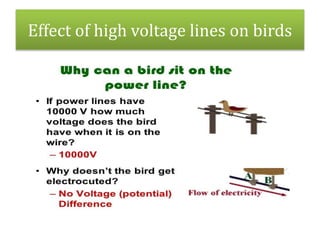 Effect of high voltage lines on birds
 