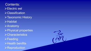 Electric eel | PPT