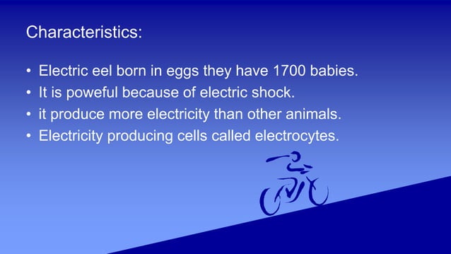 Electric Eel Ppt