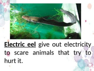 Electric eel give out electricity
to scare animals that try to
hurt it.
 