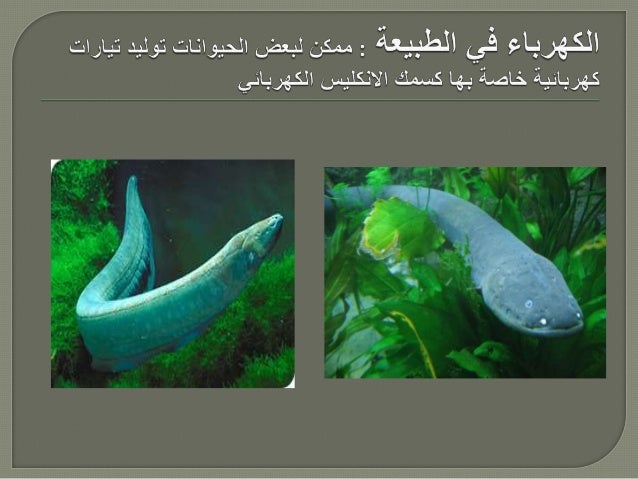 Electricity for 5th grade