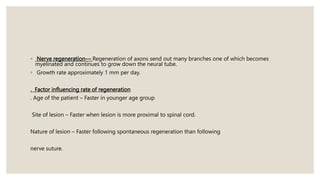 ◦ Nerve regeneration— Regeneration of axons send out many branches one of which becomes
myelinated and continues to grow down the neural tube.
◦ Growth rate approximately 1 mm per day.
. Factor influencing rate of regeneration
. Age of the patient – Faster in younger age group
Site of lesion – Faster when lesion is more proximal to spinal cord.
Nature of lesion – Faster following spontaneous regeneration than following
nerve suture.
 