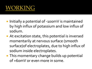 Initially a potential of -100mV is maintained
by high influx of potassium and low influx of
sodium.
 At excitation state, this potential is inversed
momentarily at nervous surface (smooth
surface)of electroplates, due to high influx of
sodium inside electroplates.
 This momentary change builds up potential
of +60mV or even more in some.
 