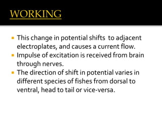  This change in potential shifts to adjacent
electroplates, and causes a current flow.
 Impulse of excitation is received from brain
through nerves.
 The direction of shift in potential varies in
different species of fishes from dorsal to
ventral, head to tail or vice-versa.
 