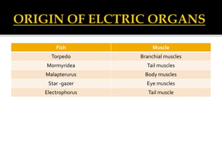 Fish Muscle
Torpedo Branchial muscles
Mormyridea Tail muscles
Malapterurus Body muscles
Star -gazer Eye muscles
Electrophorus Tail muscle
 