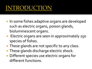  In some fishes adaptive organs are developed
such as electric organs, poison glands,
bioluminescent organs.
 Electric organs are seen in approximately 250
species of fishes.
 These glands are not specific to any class.
 These glands discharge electric shock.
 Different species use electric organs for
different functions.
 