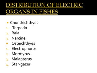  Chondrichthyes
1. Torpedo
2. Raia
3. Narcine
 Osteichthyes
1. Electrophorus
2. Mormyrus
3. Malapterus
4. Star-gazer
 